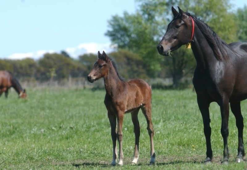 Mareandfoalweb