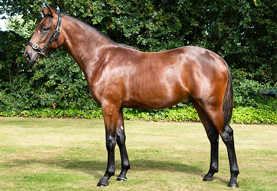Yearling Sales 1