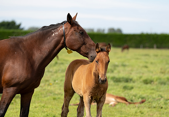 breeding