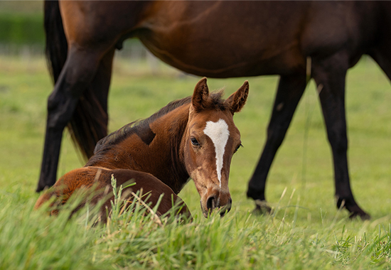 foaling