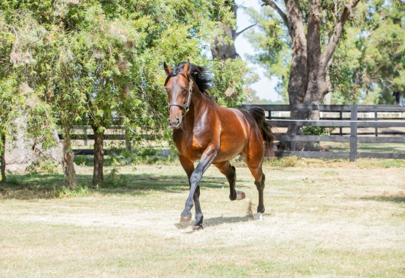 TApaddock3