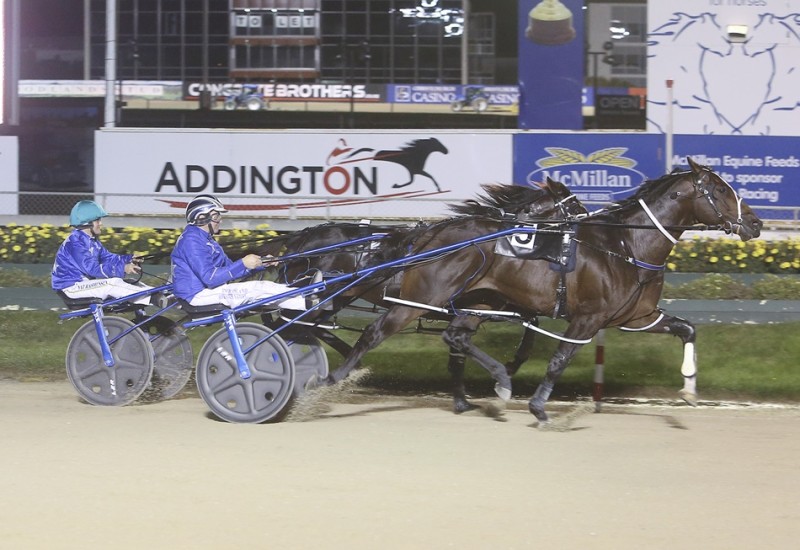 VincentStallionpagepic