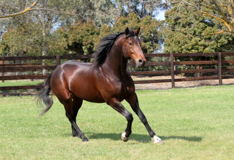 Vincentstallionpage1