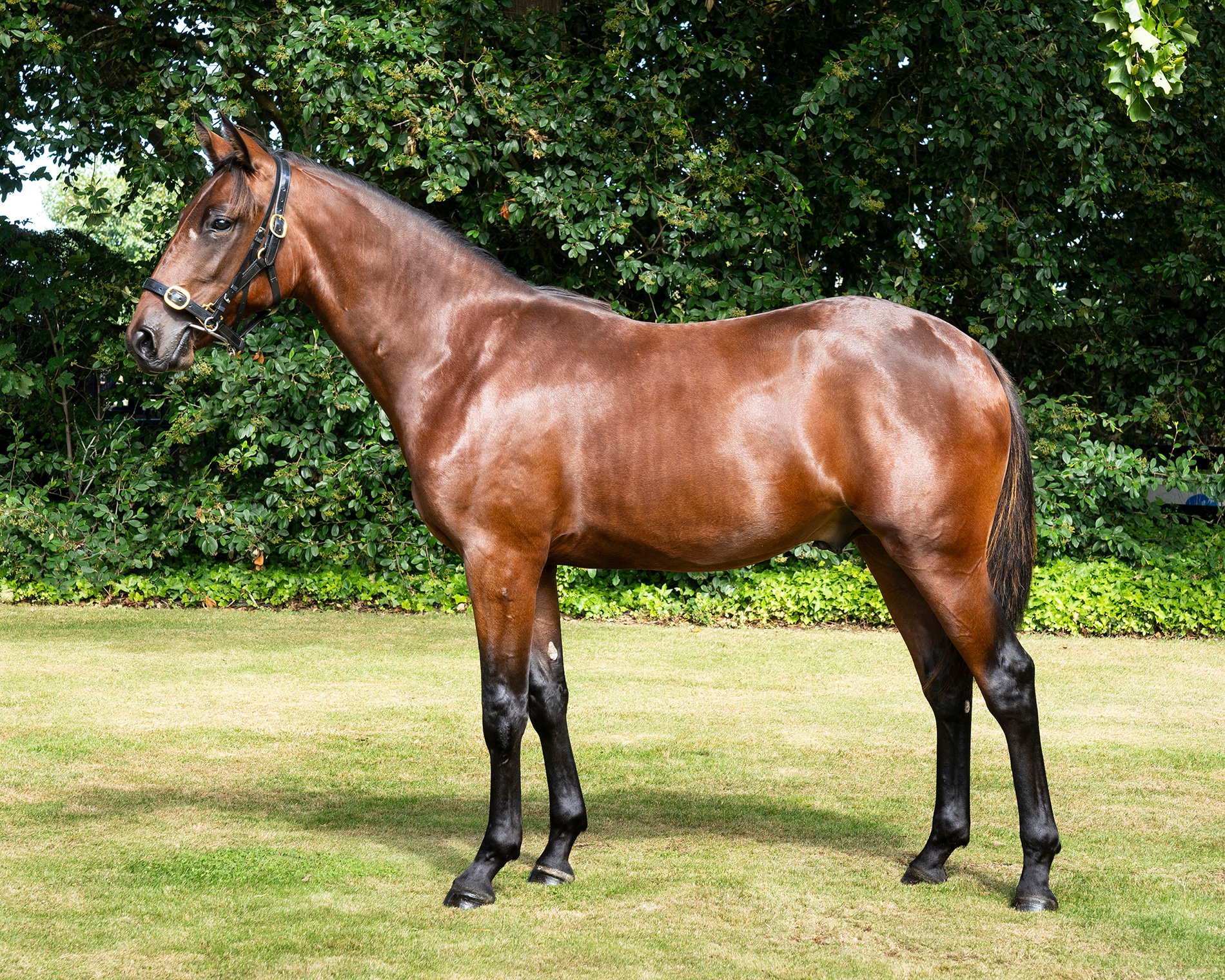 Yearling Sales 1 large